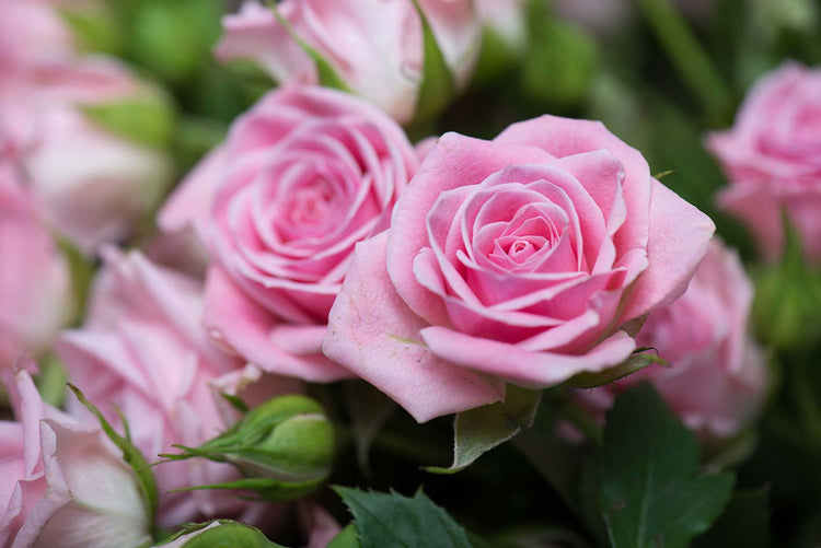 Rose in Fiore